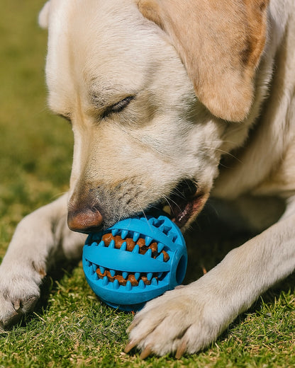 LumyBall – Interaktiver Snackball für Hunde