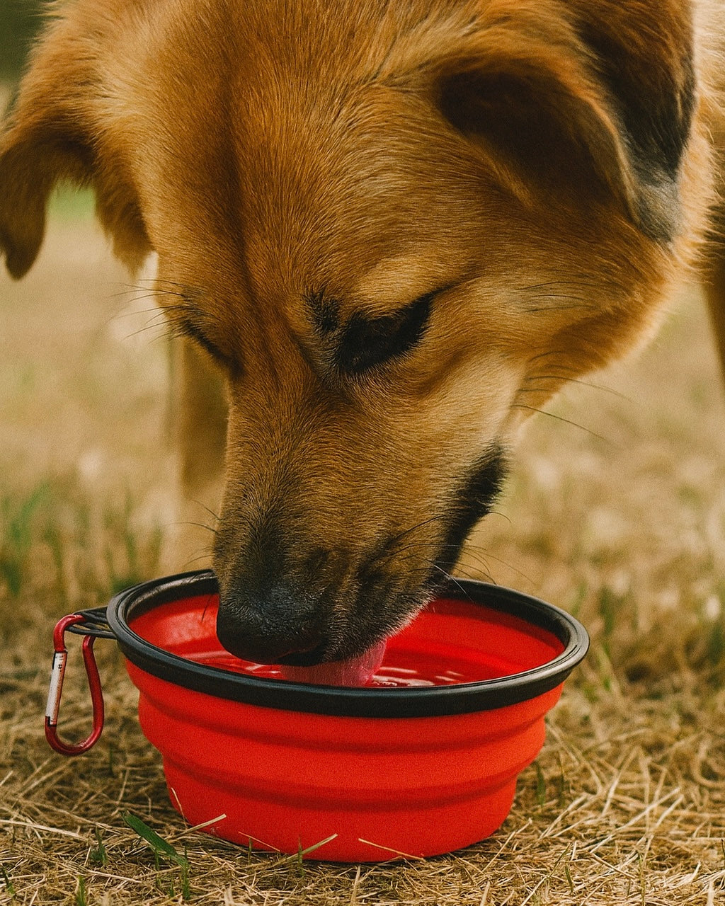 LumyNapf – Faltbarer Hundenapf für unterwegs