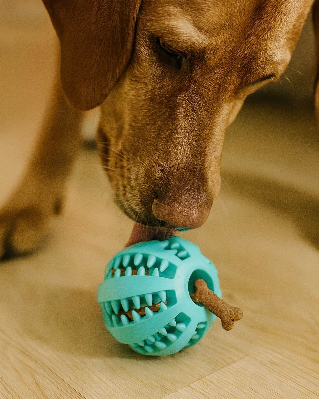 LumyBall – Interaktiver Snackball für Hunde